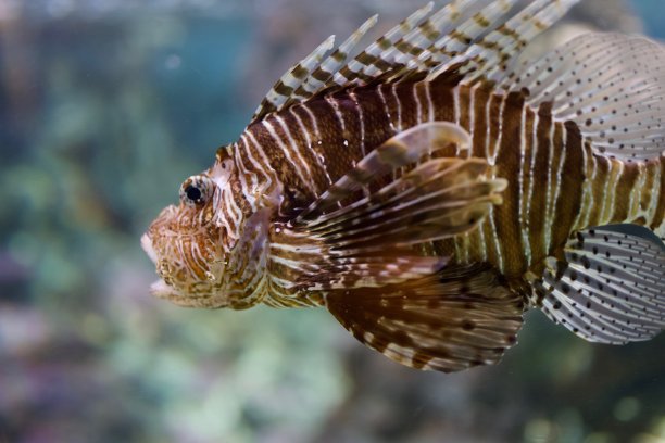 水族馆-鱼类，珊瑚和水母来自海洋，海洋和河流图片下载