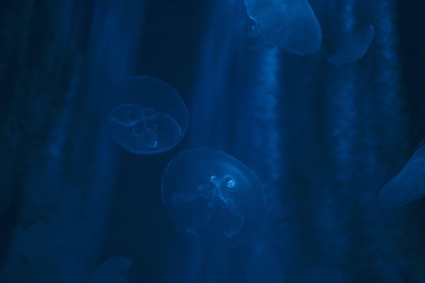 水族馆-鱼类，珊瑚和水母来自海洋，海洋和河流图片下载