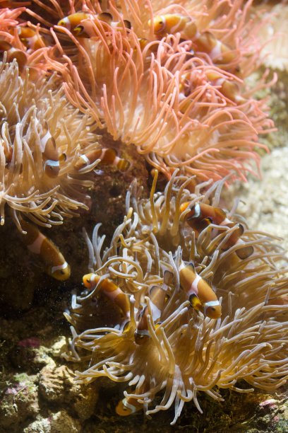 水族馆-鱼类，珊瑚和水母来自海洋，海洋和河流图片下载