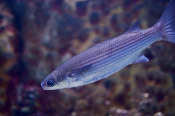 水族馆-鱼类，珊瑚和水母来自海洋，海洋和河流图片下载