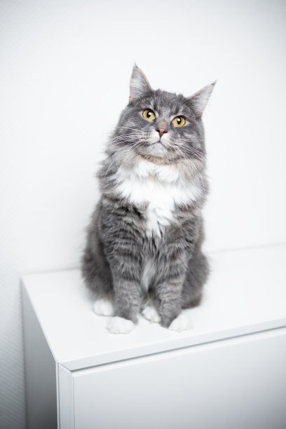 缅因库恩猫图片下载