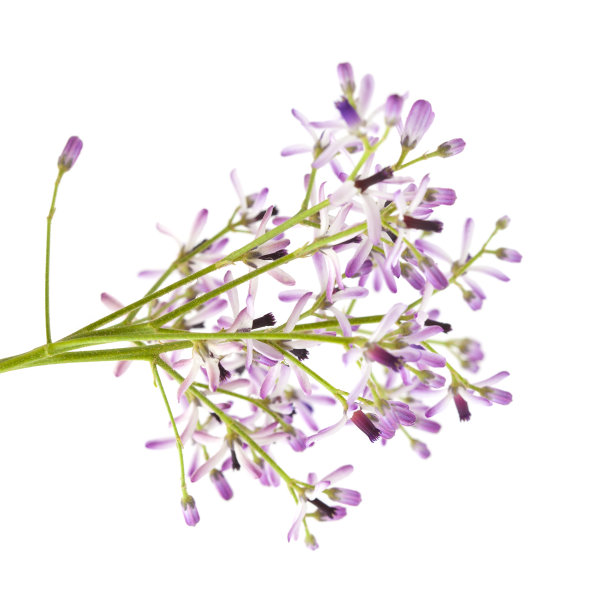 苦楝，又名苦楝树枝图片下载