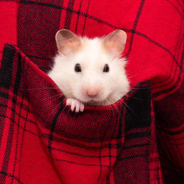 仓鼠从红色口袋里爬出来。圣诞老鼠，2020年新年的象征。鼠年。2020年中国新年。仓鼠。圣诞贺卡模板-新年。图片下载