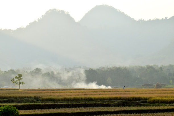 收割水稻后的稻田图片下载