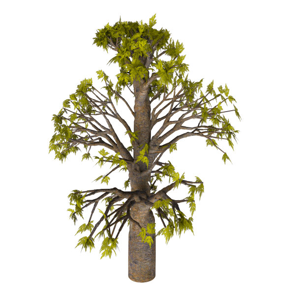 Bunya-Bunya树图片下载