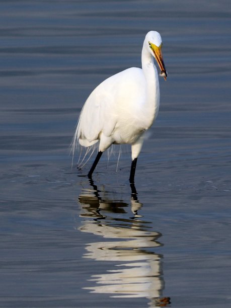 白鹭捉鱼。图片下载