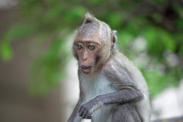 可爱的猴子图片下载