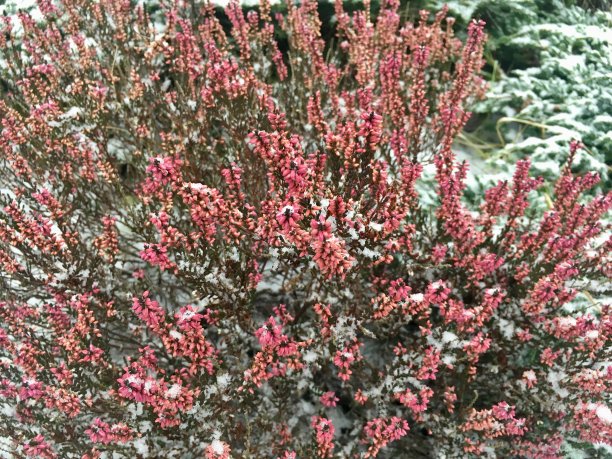 粉红色的花在雪中。冬天的背景图片下载