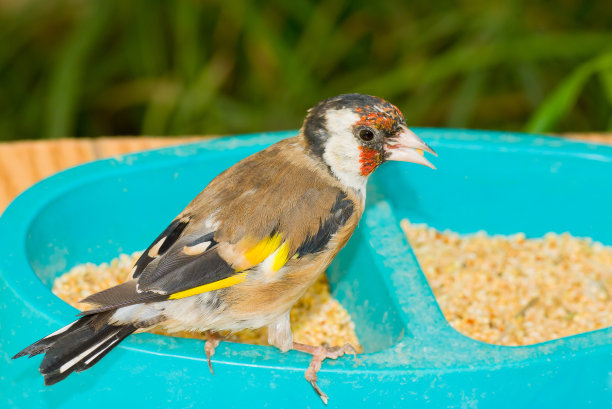 孤独的日本小虾坐在饲料箱上图片下载