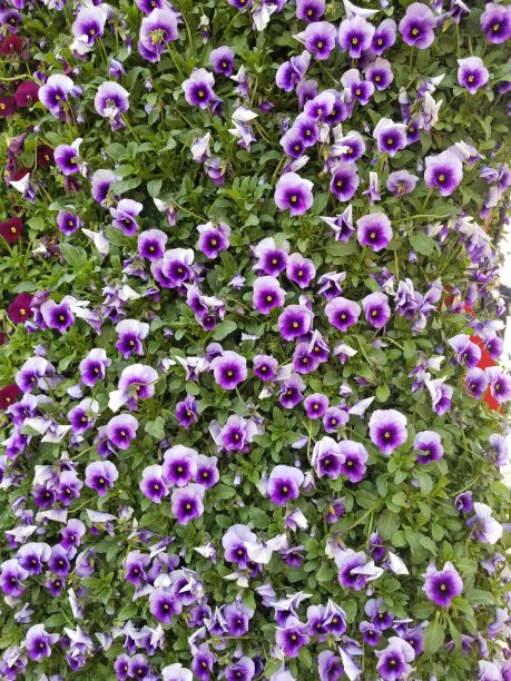 紫色喇叭花图片下载