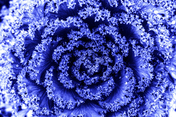 装饰观赏卷心菜。图片下载