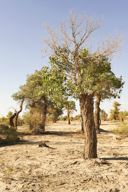 有大树的沙漠景观图片下载