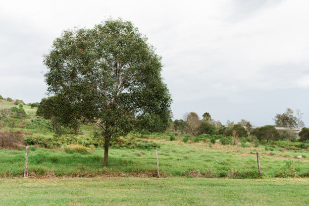 郁郁葱葱的草地上有一棵树在澳大利亚的乡村。图片下载