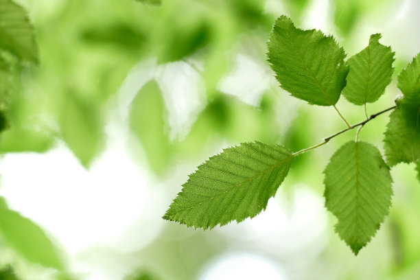 美丽的天然绿叶组成图片下载