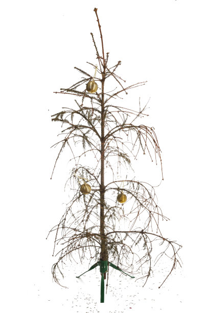 干枯的松针脱落的圣诞树。孤立在白色背景上。图片下载