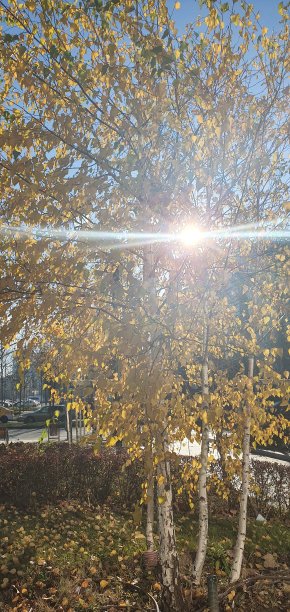 透过树的阳光图片下载