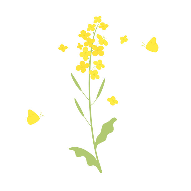 向量油菜花和蝴蝶插图上白色图片下载
