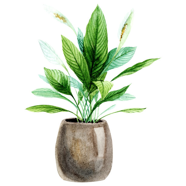 水彩室内植物孤立的白色背景。最适合剪贴簿，室内草图，墙纸，印刷品，织物设计，纺织品，海报。手绘插图。时尚的绿色植物素材图片