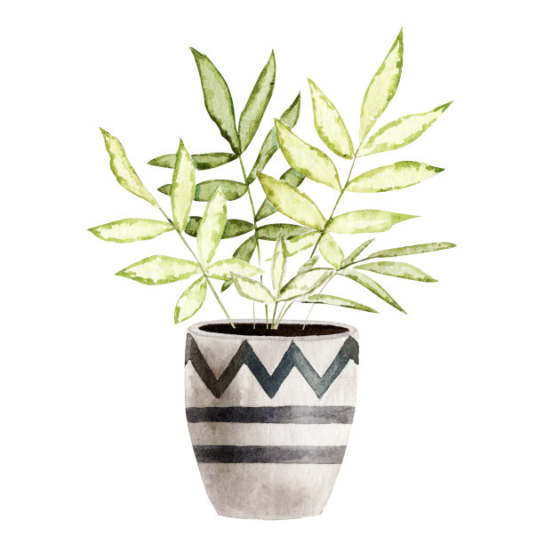 水彩室内植物孤立的白色背景。最适合剪贴簿，室内草图，墙纸，印刷品，织物设计，纺织品，海报。手绘插图。时尚的绿色植物素材图片