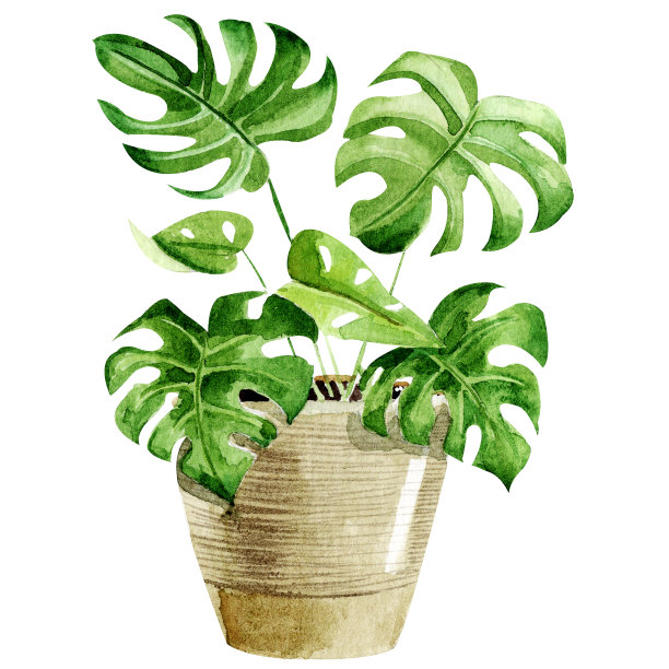 水彩室内植物孤立的白色背景。最适合剪贴簿，室内草图，墙纸，印刷品，织物设计，纺织品，海报。手绘插图。时尚的绿色植物素材图片