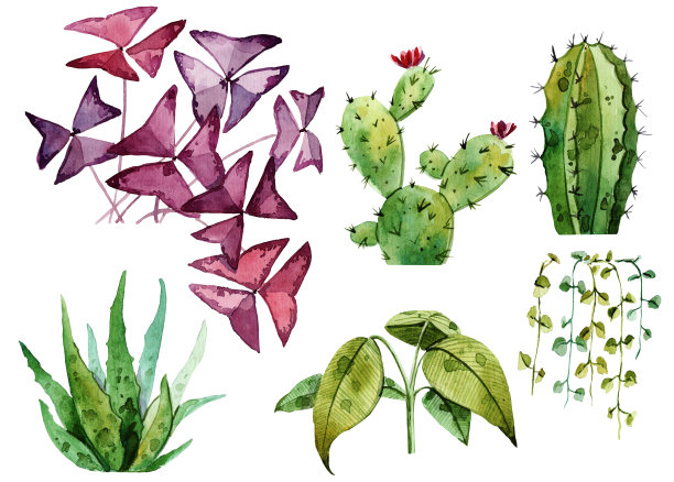 水彩室内植物孤立的白色背景。最适合剪贴簿，室内草图，墙纸，印刷品，织物设计，纺织品，海报。手绘插图。时尚的绿色植物素材图片