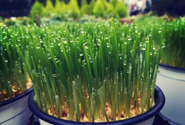 新鲜的春草在花盆中成排生长图片下载