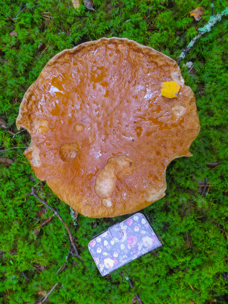 一个巨大的牛肝菌在手机的背景上。图片下载
