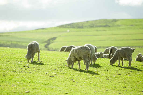 绵羊在阳光明媚的夏季景观图片下载