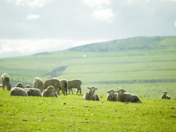 绵羊在阳光明媚的夏季景观图片下载