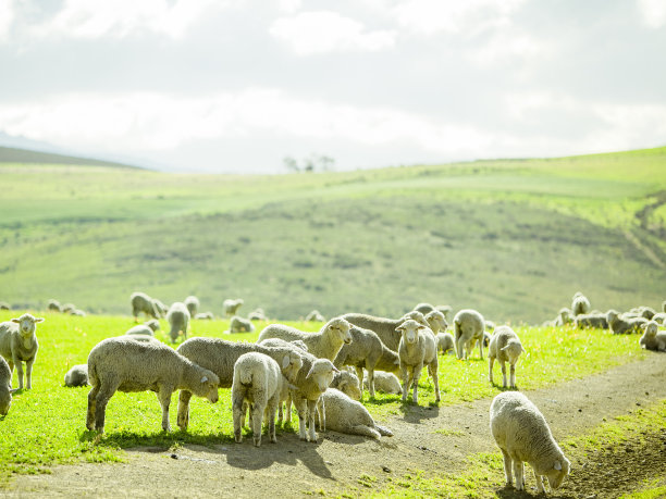 绵羊在阳光明媚的夏季景观图片下载