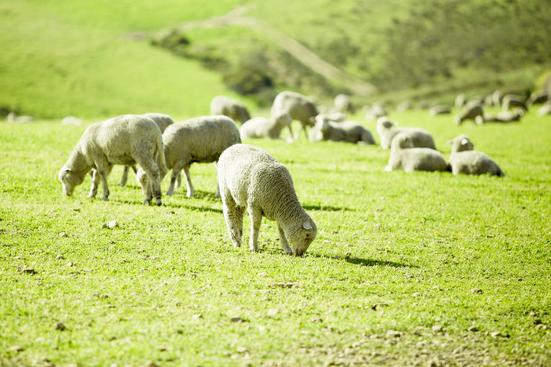 绵羊在阳光明媚的夏季景观图片下载