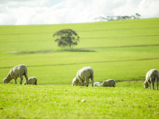 绵羊在阳光明媚的夏季景观图片下载
