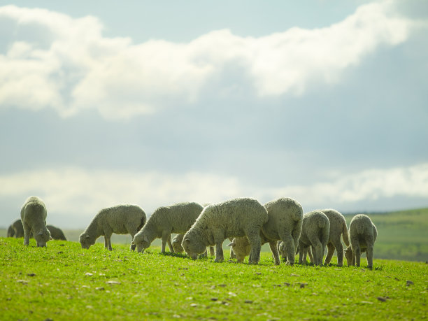 绵羊在阳光明媚的夏季景观图片下载