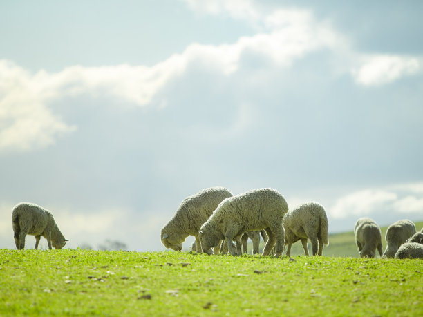 绵羊在阳光明媚的夏季景观图片下载
