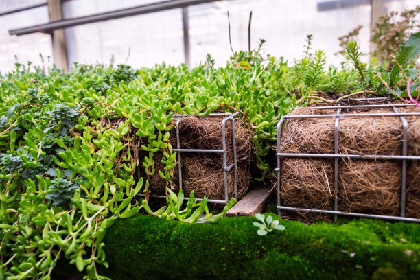 绿色植物和小草通过镀锌铁丝网箱填土生长，用于绿色生活墙，垂直花园外立面图片下载