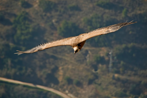 秃鹫规划，在sierra de Cazorla, seura和Las Villas。图片下载