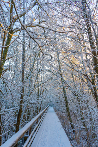 瑞典森林中的冬季木栈道(桥)。斯堪的纳维亚森林里的雪天。明亮的冬日。自然的壁纸。照片有树木图片下载