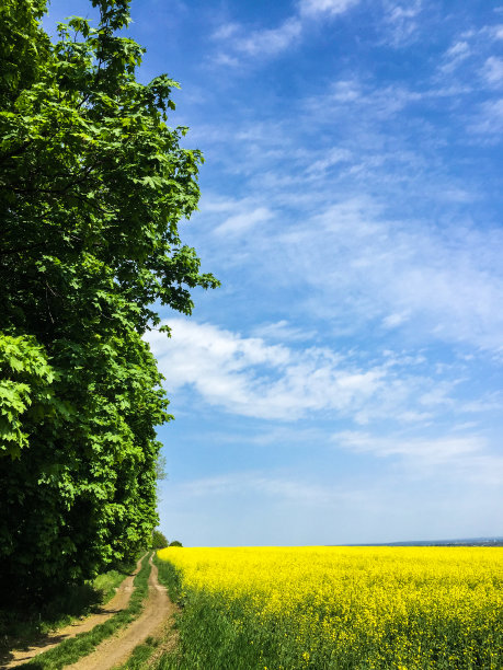 靠近田野和森林的路图片下载