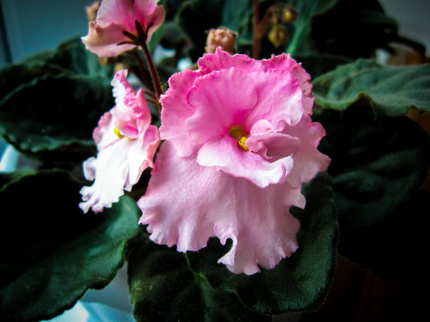 美丽的品种，粉红色堇菜，亮绿色的叶子。前视图。用开花的植物绿化。顶视图明亮的绿色中提琴。图片下载