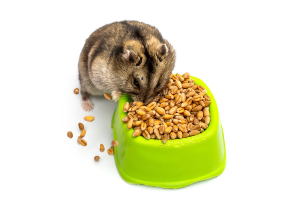 白色的饲料槽上有仓鼠。图片下载