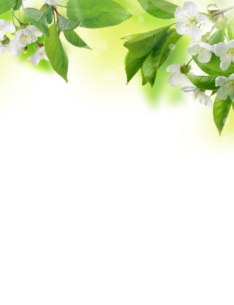 樱花在模糊的自然背景。Spring背景与散景。花是樱桃，嫩绿的叶子图片下载