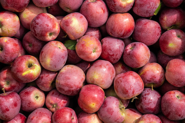 很多红的大苹果，好收成图片下载