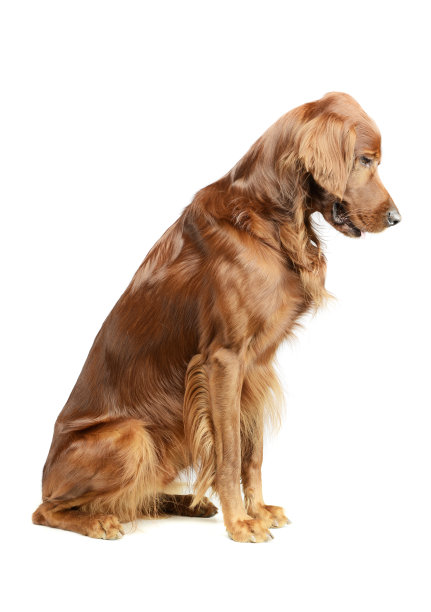 这是一只可爱的爱尔兰猎犬的摄影图片下载