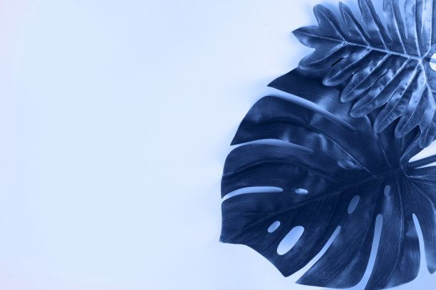 新鲜的绿叶图片下载