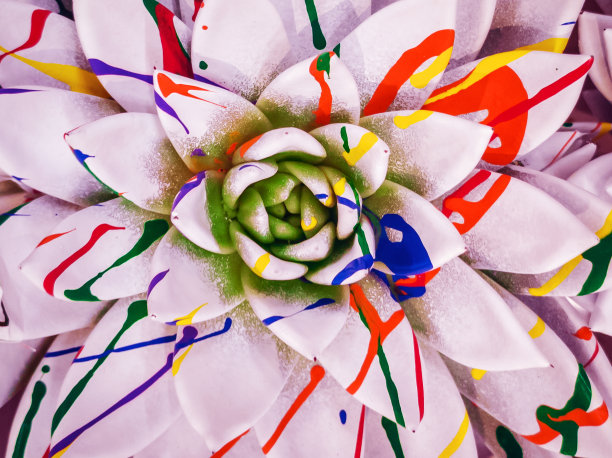 色彩鲜艳的echeveria图片下载