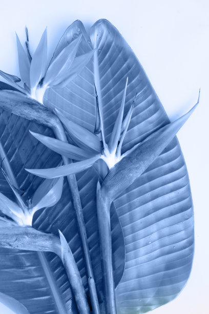 夏日的平地上开满了豹纹花图片下载