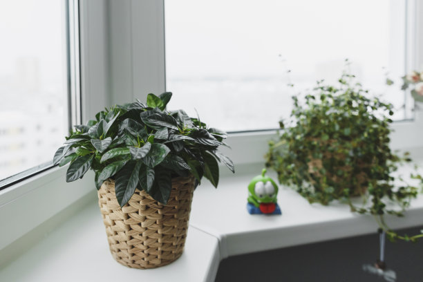 室内植物。图片下载