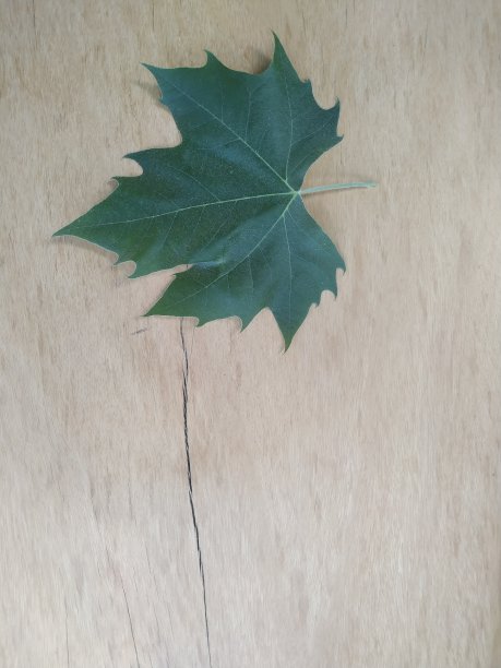 法国梧桐树叶图片下载