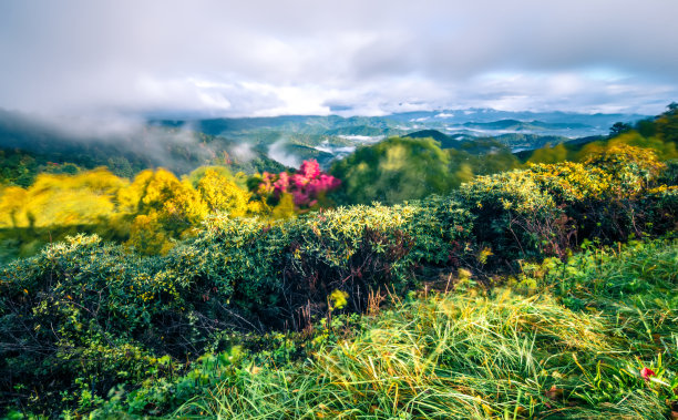 清晨秋雾照片在北卡罗莱纳的蓝脊公园路图片下载