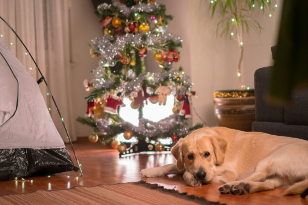 圣诞新宠物图片下载